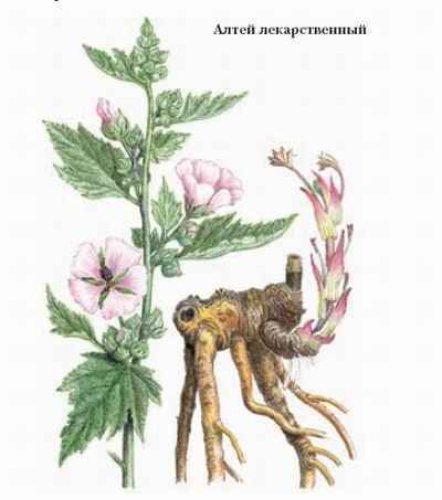 Энциклопедия «Биология». Часть 1. А – Л (с иллюстрациями) - a_015.jpg