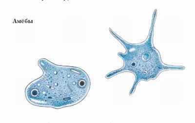 Энциклопедия «Биология». Часть 1. А – Л (с иллюстрациями) - a_018.jpg
