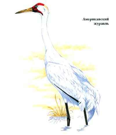 Энциклопедия «Биология». Часть 1. А – Л (с иллюстрациями) - a_019.jpg