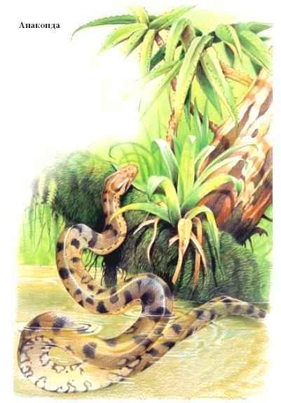 Энциклопедия «Биология». Часть 1. А – Л (с иллюстрациями) - a_024.jpg