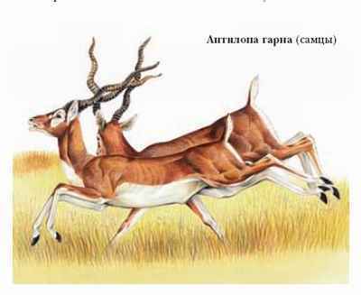 Энциклопедия «Биология». Часть 1. А – Л (с иллюстрациями) - a_027.jpg