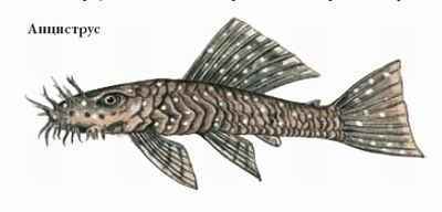 Энциклопедия «Биология». Часть 1. А – Л (с иллюстрациями) - a_028.jpg