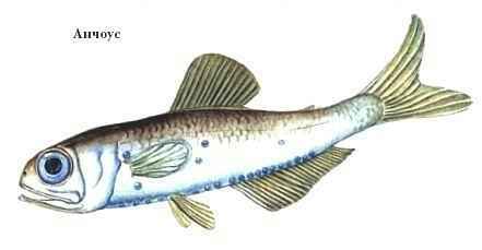 Энциклопедия «Биология». Часть 1. А – Л (с иллюстрациями) - a_029.jpg