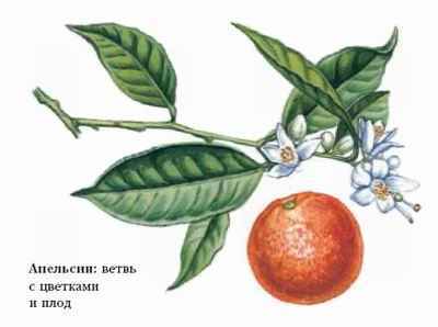 Энциклопедия «Биология». Часть 1. А – Л (с иллюстрациями) - a_030.jpg