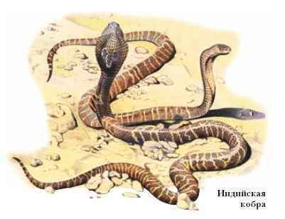 Энциклопедия «Биология». Часть 1. А – Л (с иллюстрациями) - a_038.jpg