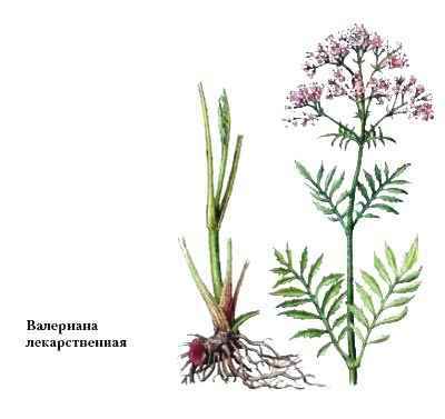 Энциклопедия «Биология». Часть 1. А – Л (с иллюстрациями) - b_002.jpg