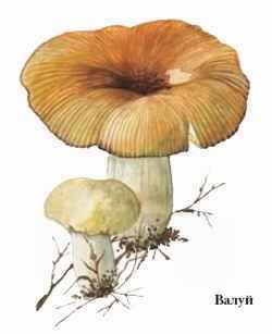 Энциклопедия «Биология». Часть 1. А – Л (с иллюстрациями) - b_003.jpg