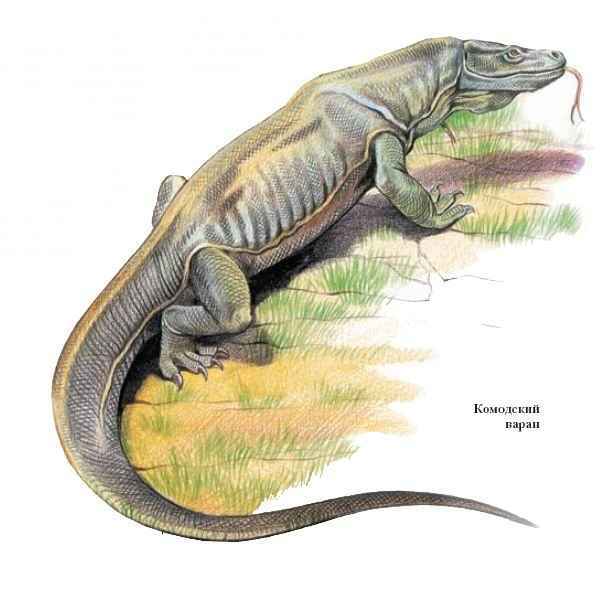 Энциклопедия «Биология». Часть 1. А – Л (с иллюстрациями) - b_004.jpg