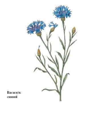 Энциклопедия «Биология». Часть 1. А – Л (с иллюстрациями) - b_005.jpg