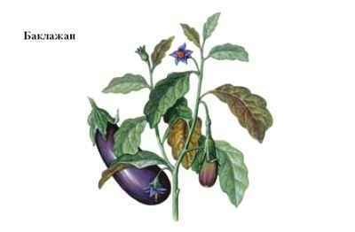 Энциклопедия «Биология». Часть 1. А – Л (с иллюстрациями) - be_005.jpg