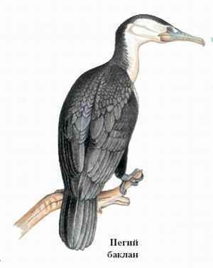 Энциклопедия «Биология». Часть 1. А – Л (с иллюстрациями) - be_006.jpg