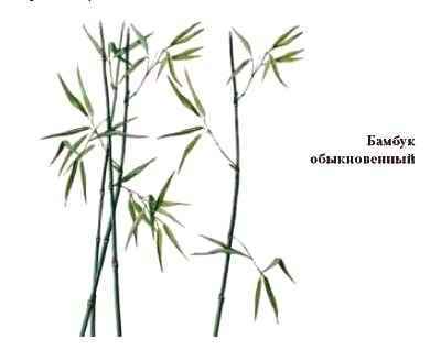 Энциклопедия «Биология». Часть 1. А – Л (с иллюстрациями) - be_008.jpg