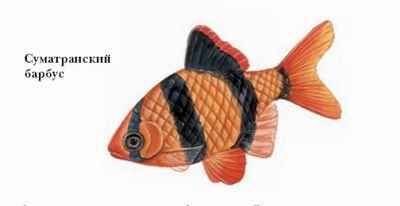 Энциклопедия «Биология». Часть 1. А – Л (с иллюстрациями) - be_013.jpg