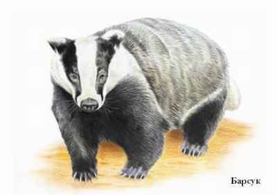 Энциклопедия «Биология». Часть 1. А – Л (с иллюстрациями) - be_014.jpg