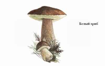 Энциклопедия «Биология». Часть 1. А – Л (с иллюстрациями) - be_027.jpg