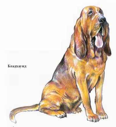 Энциклопедия «Биология». Часть 1. А – Л (с иллюстрациями) - be_031.jpg