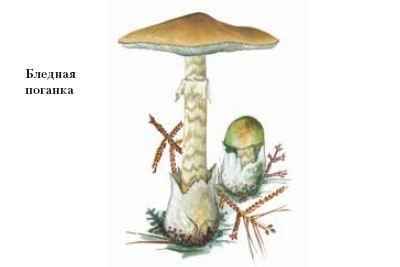 Энциклопедия «Биология». Часть 1. А – Л (с иллюстрациями) - be_032.jpg