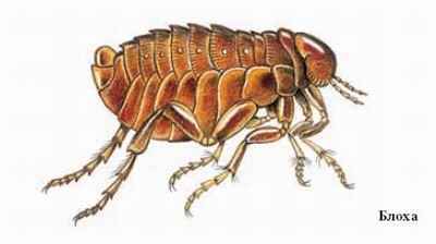 Энциклопедия «Биология». Часть 1. А – Л (с иллюстрациями) - be_033.jpg