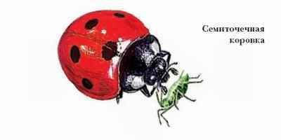 Энциклопедия «Биология». Часть 1. А – Л (с иллюстрациями) - be_037.jpg