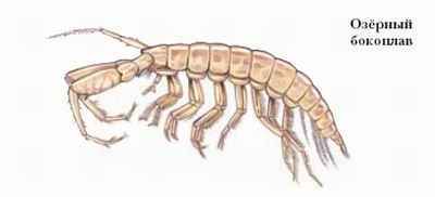 Энциклопедия «Биология». Часть 1. А – Л (с иллюстрациями) - be_038.jpg