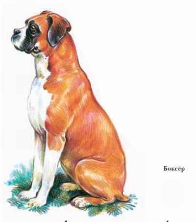 Энциклопедия «Биология». Часть 1. А – Л (с иллюстрациями) - be_039.jpg