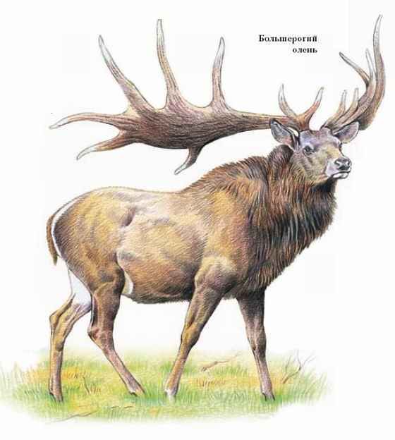 Энциклопедия «Биология». Часть 1. А – Л (с иллюстрациями) - be_040.jpg