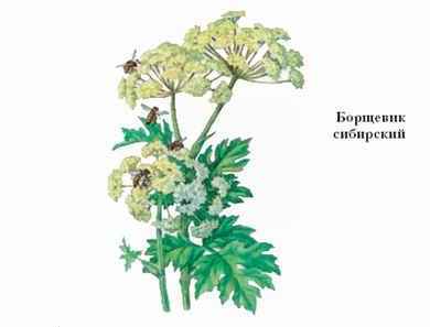 Энциклопедия «Биология». Часть 1. А – Л (с иллюстрациями) - be_043.jpg