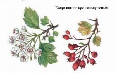 Энциклопедия «Биология». Часть 1. А – Л (с иллюстрациями) - be_044.jpg