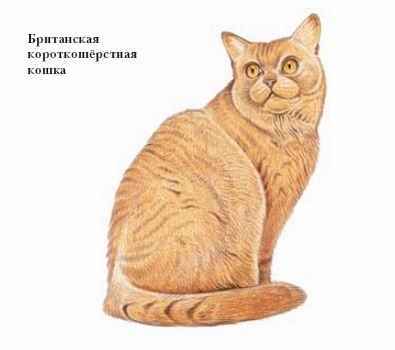 Энциклопедия «Биология». Часть 1. А – Л (с иллюстрациями) - be_045.jpg