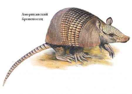 Энциклопедия «Биология». Часть 1. А – Л (с иллюстрациями) - be_046.jpg