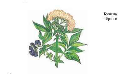 Энциклопедия «Биология». Часть 1. А – Л (с иллюстрациями) - be_048.jpg