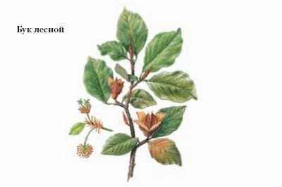 Энциклопедия «Биология». Часть 1. А – Л (с иллюстрациями) - be_050.jpg