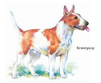 Энциклопедия «Биология». Часть 1. А – Л (с иллюстрациями) - be_052.jpg