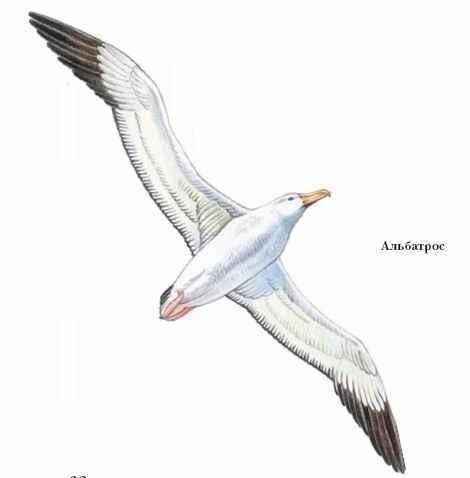 Энциклопедия «Биология». Часть 1. А – Л (с иллюстрациями) - be_053.jpg