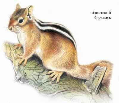 Энциклопедия «Биология». Часть 1. А – Л (с иллюстрациями) - be_054.jpg