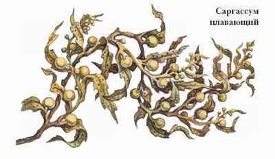 Энциклопедия «Биология». Часть 1. А – Л (с иллюстрациями) - be_055.jpg