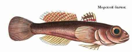 Энциклопедия «Биология». Часть 1. А – Л (с иллюстрациями) - be_057.jpg