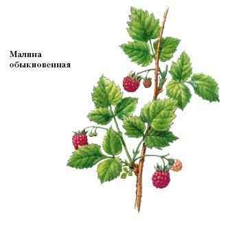 Энциклопедия «Биология». Часть 2. М – Я (с иллюстрациями) - m_006.jpg