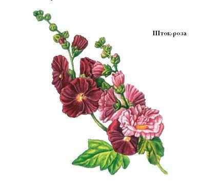 Энциклопедия «Биология». Часть 2. М – Я (с иллюстрациями) - m_007.jpg