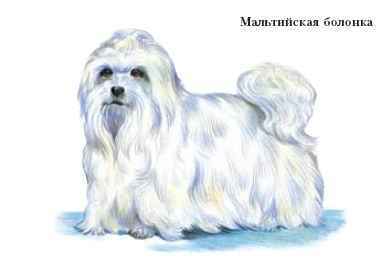 Энциклопедия «Биология». Часть 2. М – Я (с иллюстрациями) - m_008.jpg