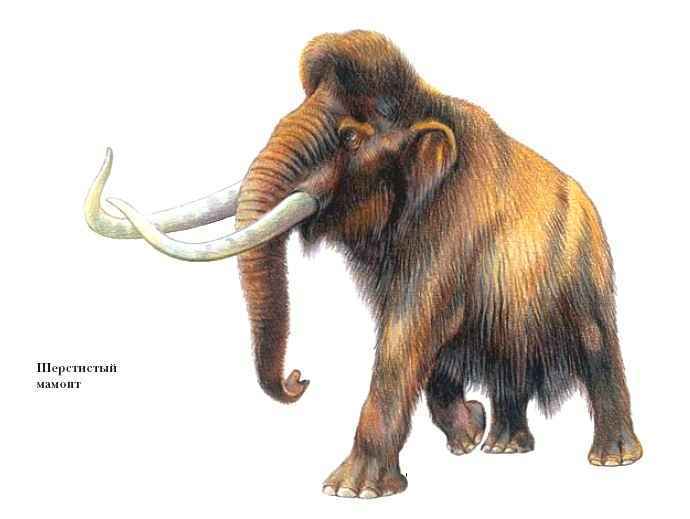 Энциклопедия «Биология». Часть 2. М – Я (с иллюстрациями) - m_009.jpg