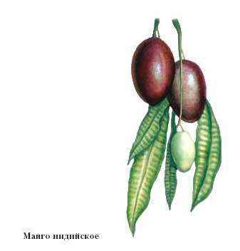 Энциклопедия «Биология». Часть 2. М – Я (с иллюстрациями) - m_010.jpg