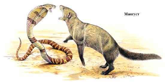 Энциклопедия «Биология». Часть 2. М – Я (с иллюстрациями) - m_011.jpg