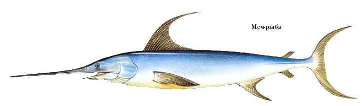 Энциклопедия «Биология». Часть 2. М – Я (с иллюстрациями) - m_031.jpg