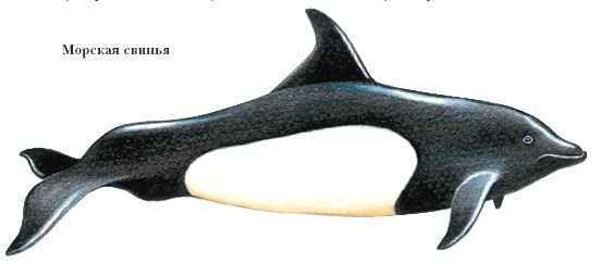 Энциклопедия «Биология». Часть 2. М – Я (с иллюстрациями) - m_047.jpg