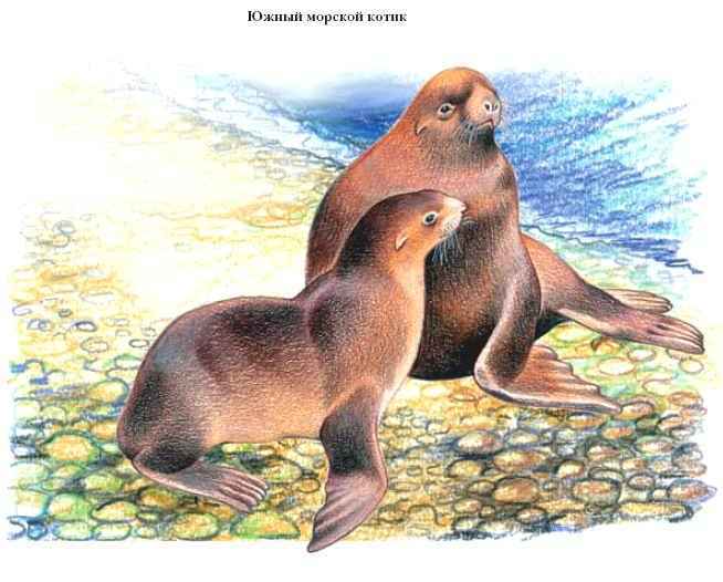 Энциклопедия «Биология». Часть 2. М – Я (с иллюстрациями) - m_051.jpg