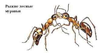 Энциклопедия «Биология». Часть 2. М – Я (с иллюстрациями) - m_058.jpg