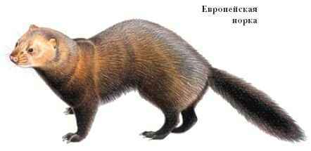 Энциклопедия «Биология». Часть 2. М – Я (с иллюстрациями) - n_021.jpg