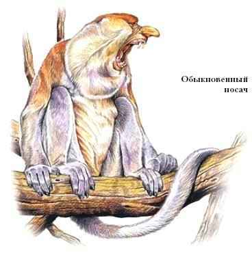 Энциклопедия «Биология». Часть 2. М – Я (с иллюстрациями) - n_022.jpg