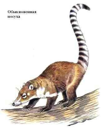 Энциклопедия «Биология». Часть 2. М – Я (с иллюстрациями) - n_024.jpg